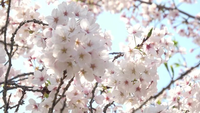 満開の桜 ソメイヨシノと青空 4K  Closeup of cherry blossoms, Sakura