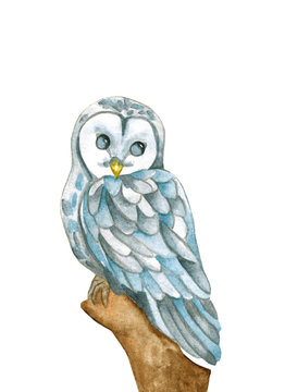 Owl flying. Barn owl on white background. Watercolor illustration. Cute owl baby