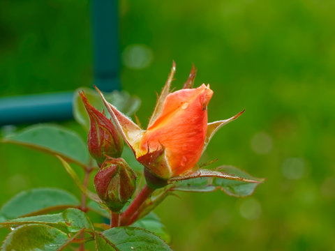 【新品未開封】ROSE BUD standingMICKEYMOUSEsweat 新品未開封】ROSE BUD standingMICKEYMOUSEsweat White Fully