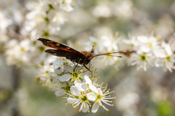 ein Schmetterling sitzt auf weißen Kirschblüten und kostet Nektar