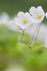 jolie fleurs blanche en gros plan