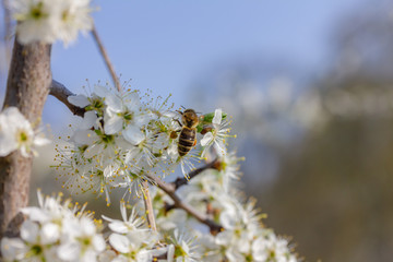 eine Honigbiene sammelt an weiße Kirschblüten Honig