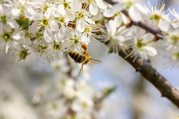 eine Honigbiene sammelt an weiße Kirschblüten Honig