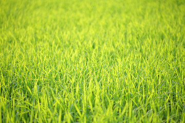 Green rice field under bright sunlight