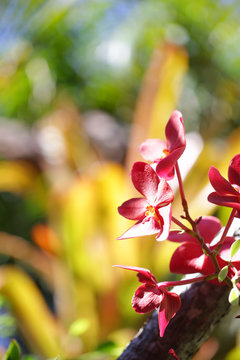 Red orchid flower plant name red baron blooming under sunlight 