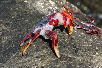 rote_Klippenkrabbe