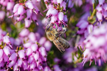 eine Biene sammelt auf einer Blume (Schneeheide) Honig