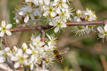 eine Honigbiene sammelt an weiße Kirschblüten Honig