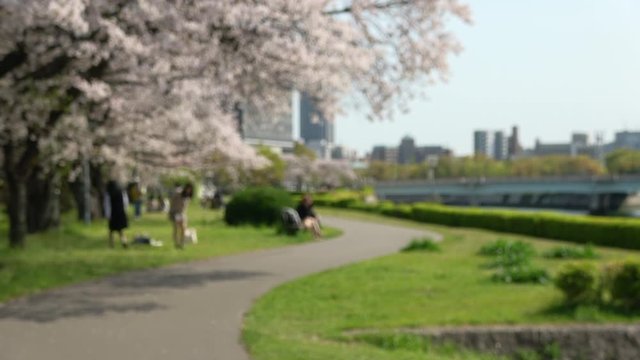 ぼかし背景素材 桜花見 4K Blurred background of people having a relaxing time with cherry blossoms.