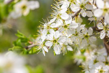 weiße Kirschblüten im Frühling bei Sonnenschein