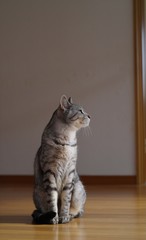 くつろぐ猫ちゃん