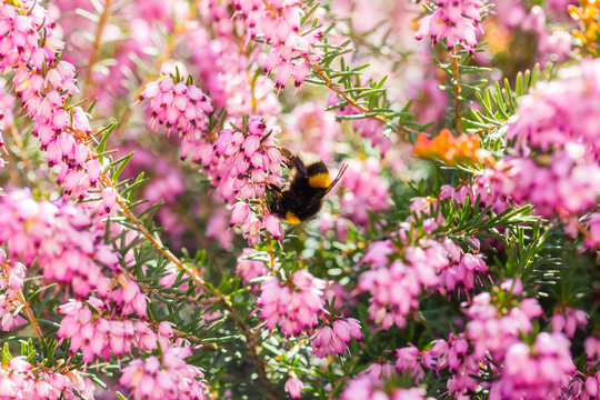 eine Hummel sammelt auf einer Blume (Schneeheide) Honig