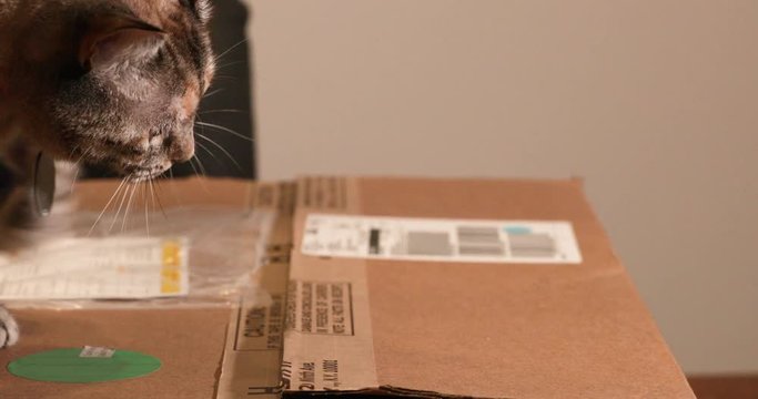 A adorable pet cat trying to open a sealed cardboard paper box - Mid pan shot