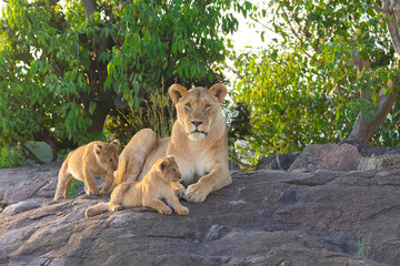 Lionesses is cubs