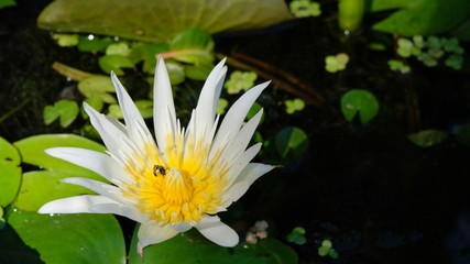 White Lotus yellow pollen that is in the pool or tub, selective focus