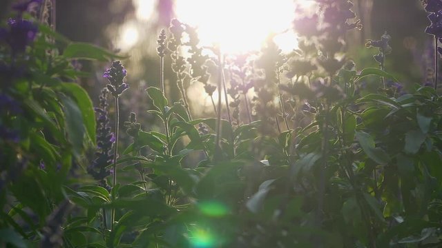 Slow Motion Blossoming Lavender Swinging In Breeze, Sunset, Lens Flare