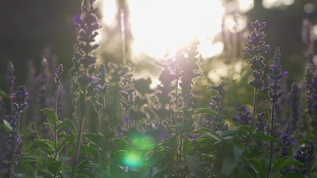 Close Up Of Incredible Blossoming Lavender Field At Sunrise, Lens Flare