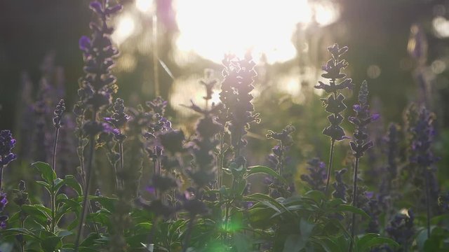 Slow Motion Blossoming Lavender Filed At Sunrise, Lens Flare, Close Up