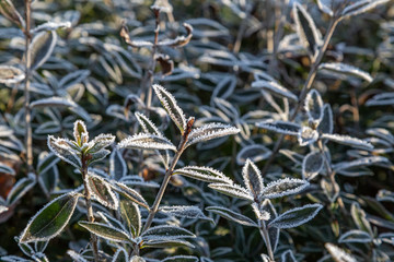 eine Pflanze im Winter mit Eiskristallen