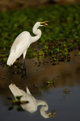 Snowy Egret with its catch
