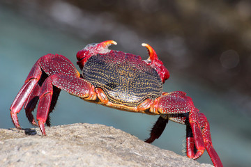 rote_Klippenkrabbe