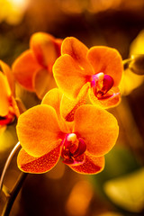 Fototapeta na wymiar Beautiful orange orchid flower. Branch of blooming orchid. Close up.