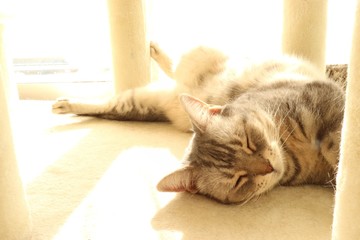 体をひねって寝る猫アメリカンショートヘアー