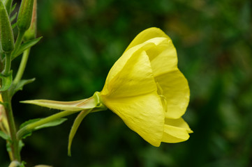 A yellow evening primrose flower, side on