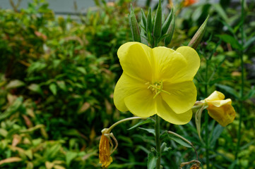 Evening primrose in a garden