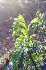 Hellébore fétide rose de noel