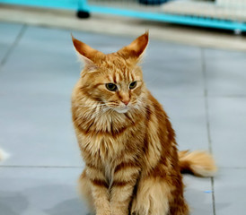 Fototapeta premium cat in front of the wall