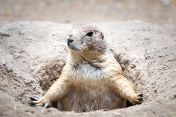 Foto op Plexiglas Close up of a prairie dog popping out of its burrow and looking sideways © Roberto