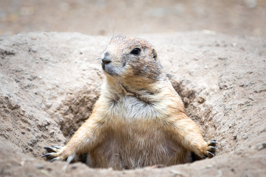 Close up of a prairie dog popping out of its burrow and looking sideways