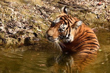 Fototapeta na wymiar Female tiger resting in waterhole