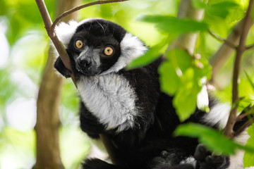 Close up of a black and white ruffed lemur perched on a branch and staring at the camera, against a green bokeh background