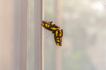Close up view of a beautiful butterfly against a wire mesh window screen
