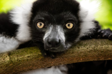 Close up of a black and white ruffed lemur perched on a branch and staring at the camera, against a green bokeh background