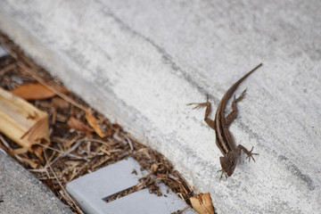 Gecko