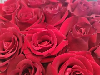 The red roses background for Valentine's day  or Mother day or Woman day post card or invitation. Aroma therapy cosmetic background. Beaty salon  or perfume cover backdrop.