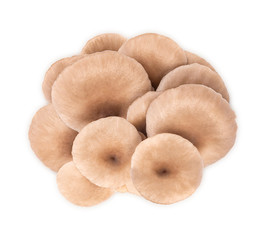 Oyster mushroom isolated on white background, Top view