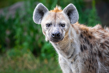 Nahaufnahme einer wilden Hyäne, die vor einem grünen Bokeh-Hintergrund in die Kamera starrt