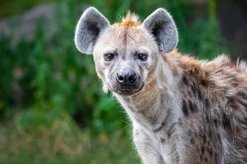 Printed kitchen splashbacks Hyena Close up of a wild hyena staring at the camera against a green bokeh background