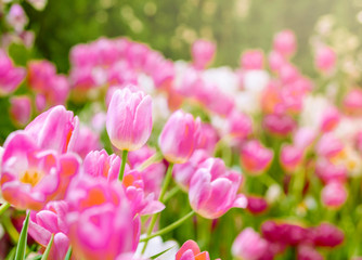 Soft selective focus. Beautiful pink flower tulips meadow background. Colorful tulips in field winter or spring. Morning sunlight tulips floral in garden.