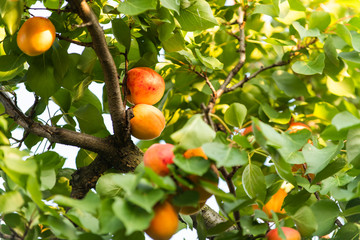 Ripe apricots in the orchard