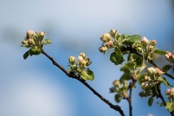 Beautiful apple tree flowers on a spring day close up