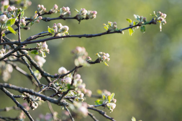Beautiful apple tree flowers on a spring day close up