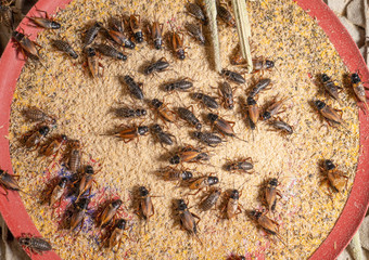 food security; close; garden; farming; insects; tray; egg; face; macro; farmer; house; sale; insect; nature; bug; environment; food; wildlife; eat; life; crickets; detail; animal; closeup; brown; farm