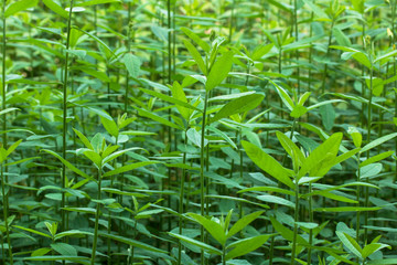 green leaf tree plant forest in natural background