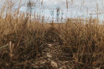 Fototapeta premium Harz