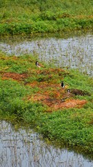 beautiful red wattled lapwing 